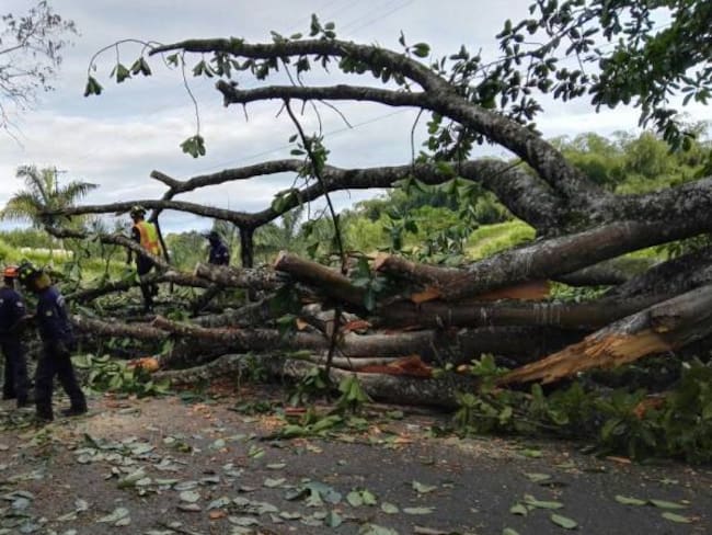 Más de 50 viviendas destechadas y caída de árboles dejó vendaval en  tres municipios del Quindío.
