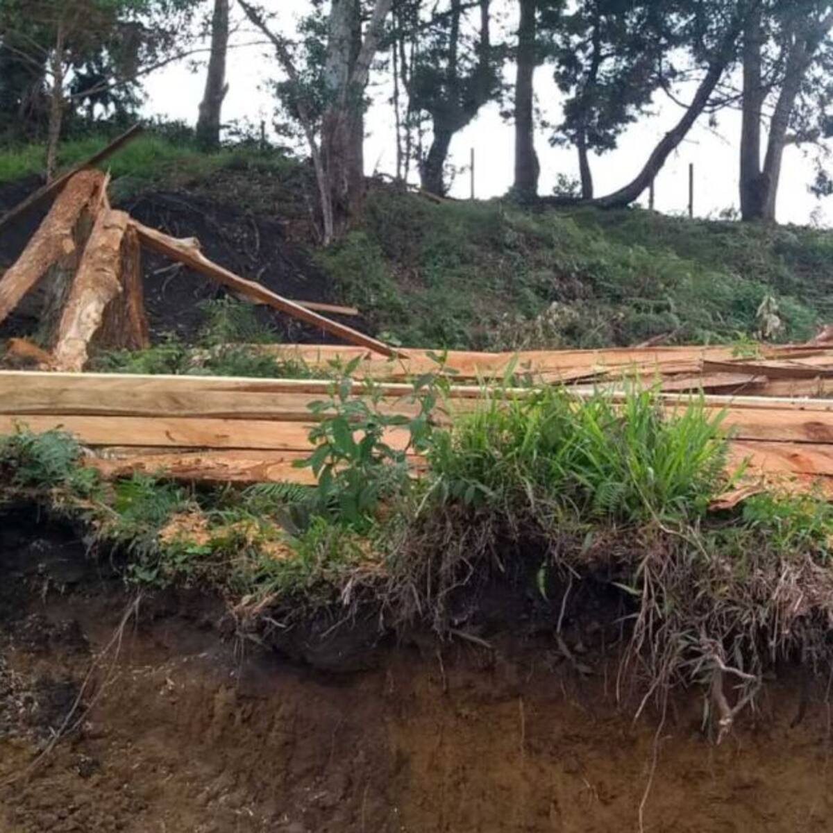 Más de tres toneladas de madera fueron incautadas en Risaralda