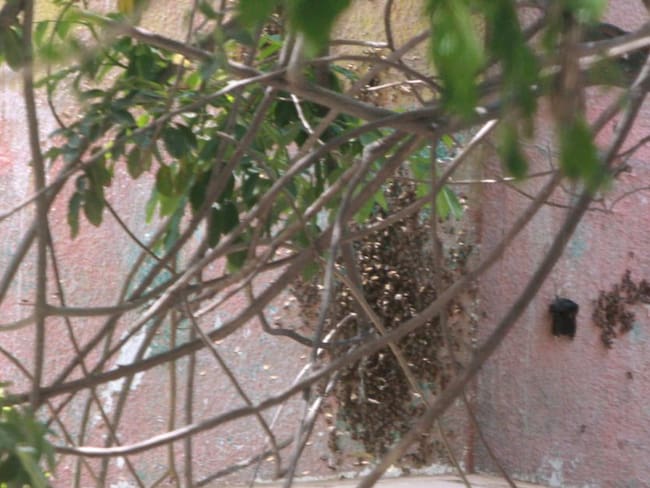Murió hombre tras ser picado por abejas africanas en Cartagena