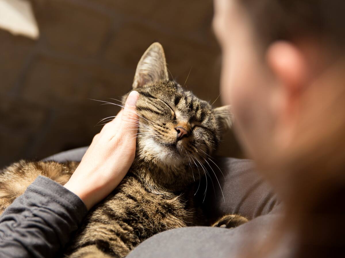 ¡Hoy es el Día Internacional del Gato!: Acá le contamos algunos datos curiosos sobre ellos