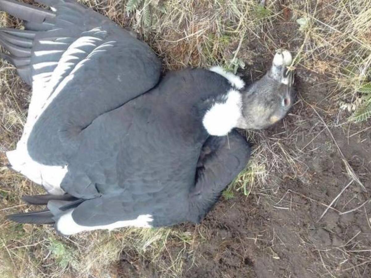 Encuentran dos cóndores andinos muertos en Ciénaga, Magdalena