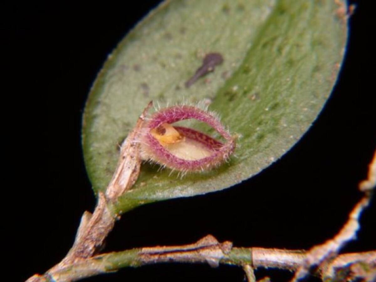En el Tolima hallaron una nueva especie de orquídea