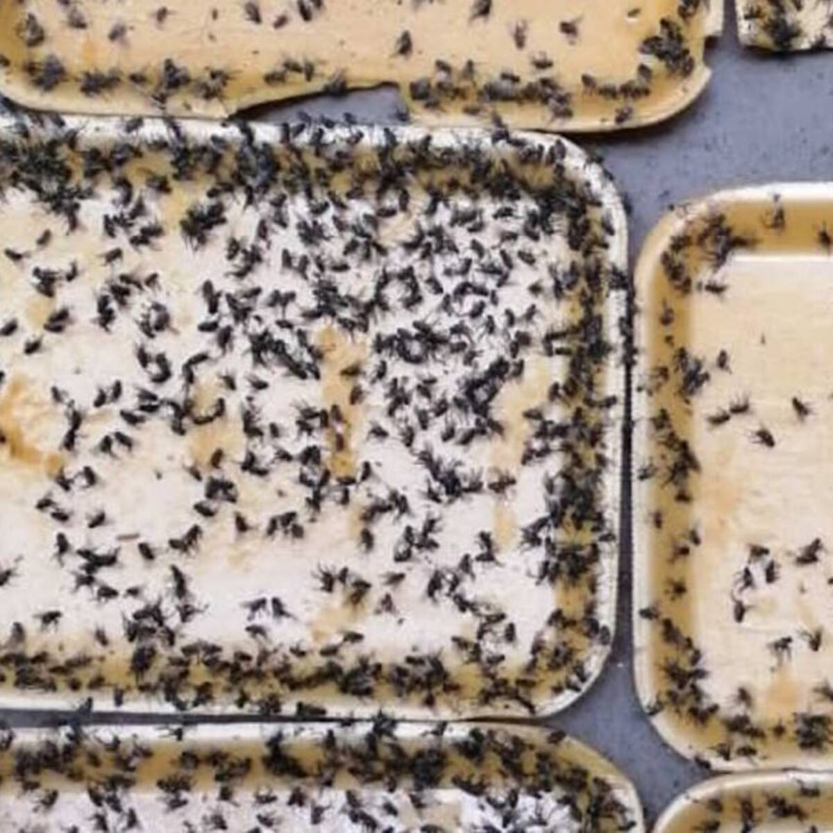 Denuncian incontrolable plaga de moscas en algunos barrios de Dosquebradas