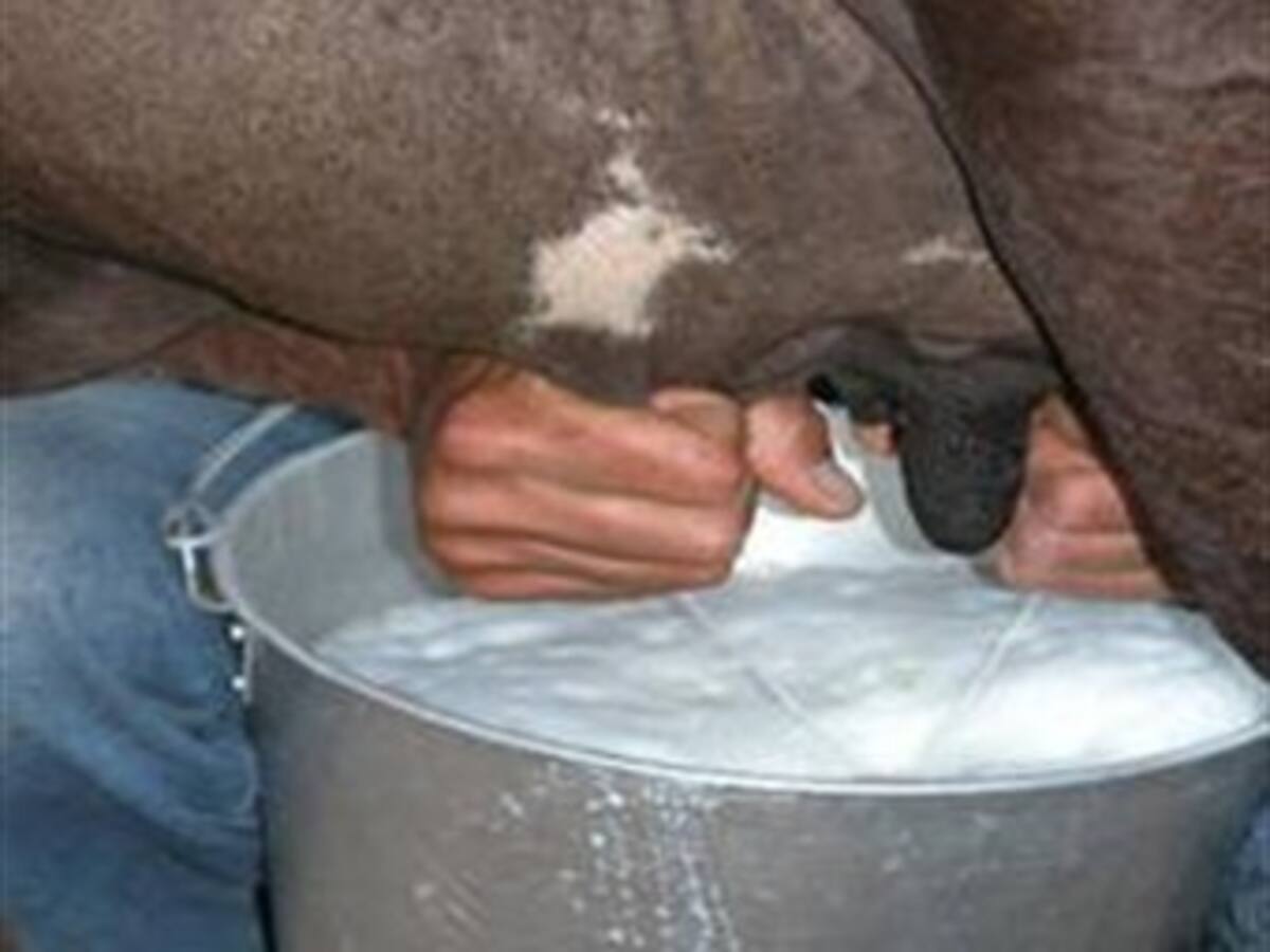 A pesar del invierno Colombia no tendrá problemas de escasez de leche