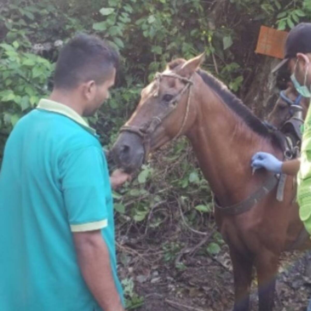 Équidos del Parque Tayrona fueron vacunados contra la encefalitis equina