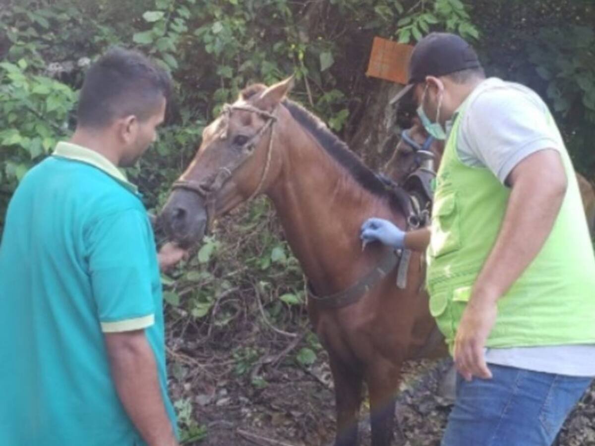 Équidos del Parque Tayrona fueron vacunados contra la encefalitis equina