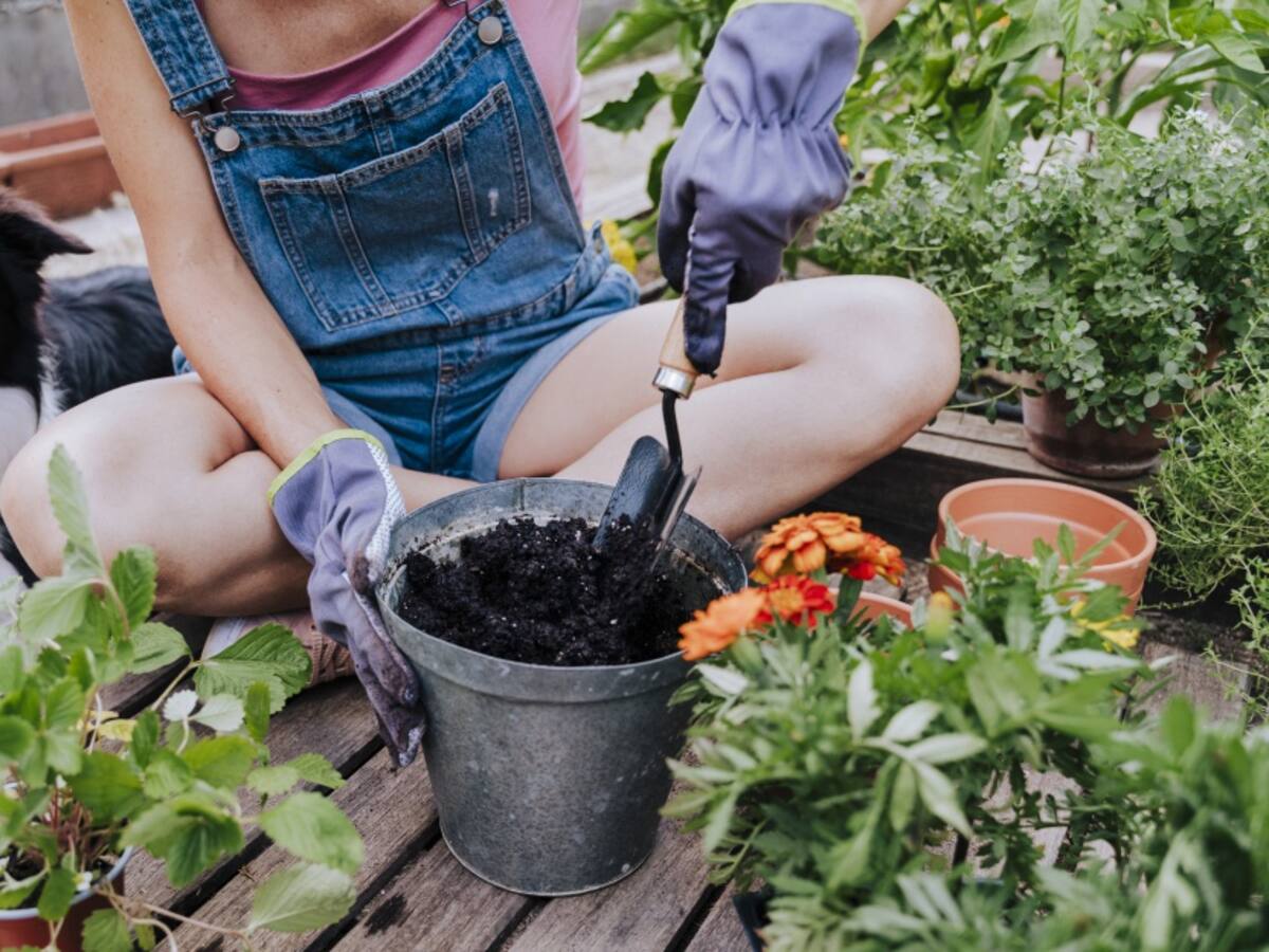 Aplicaciones para identificar plantas con su celular