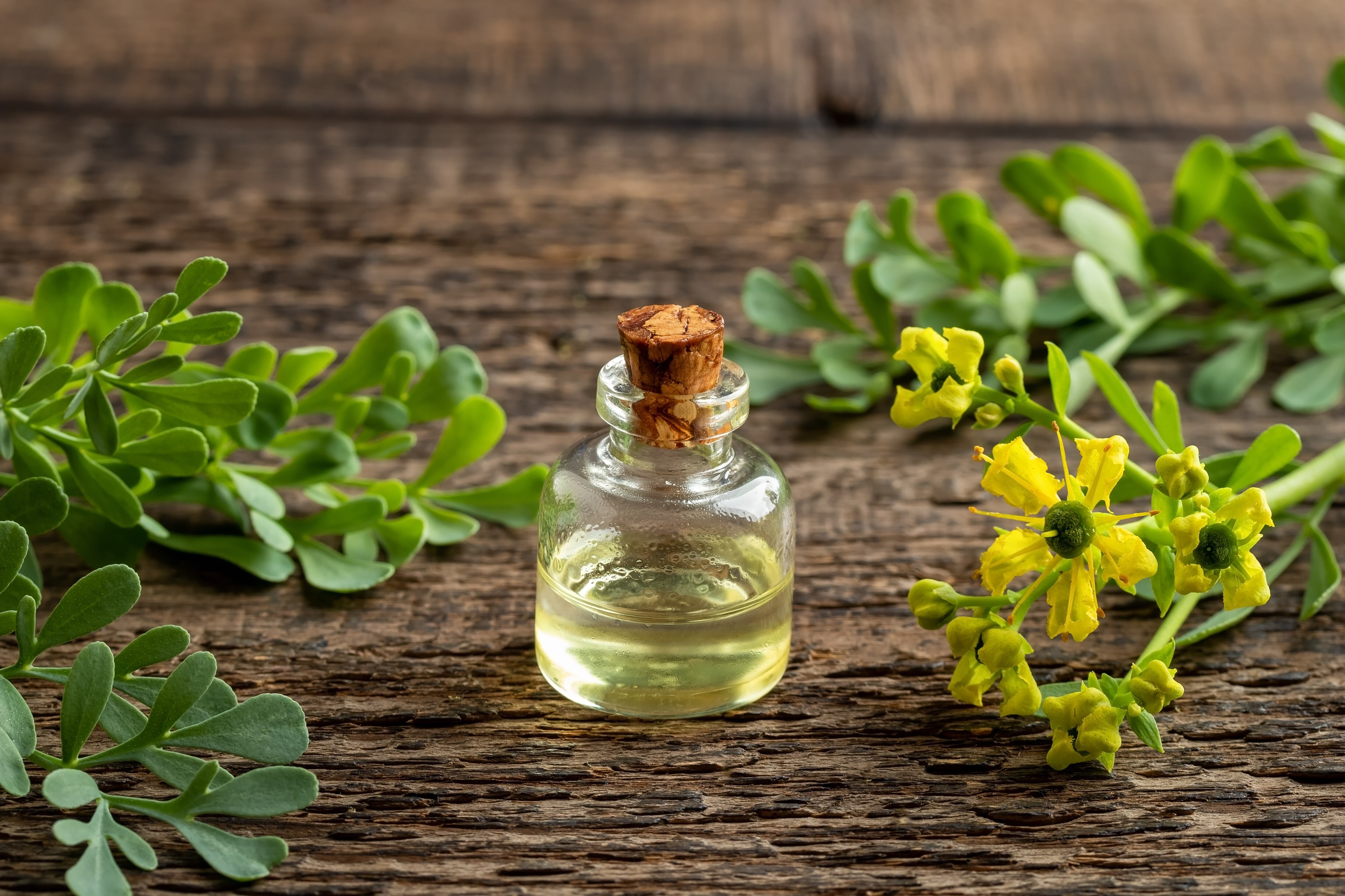 Ruda, planta medicinal - Getty Images