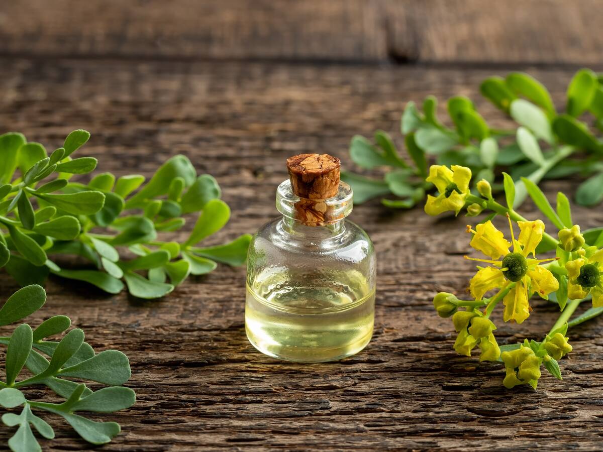 Dónde y cómo ubicar la ruda en la casa para absorber malas energías, según el Feng Shui