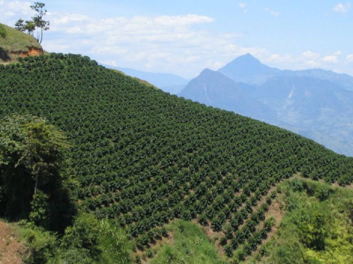 Comienzan a llegar a Andes 13 mil recolectores para el Plan Cosecha