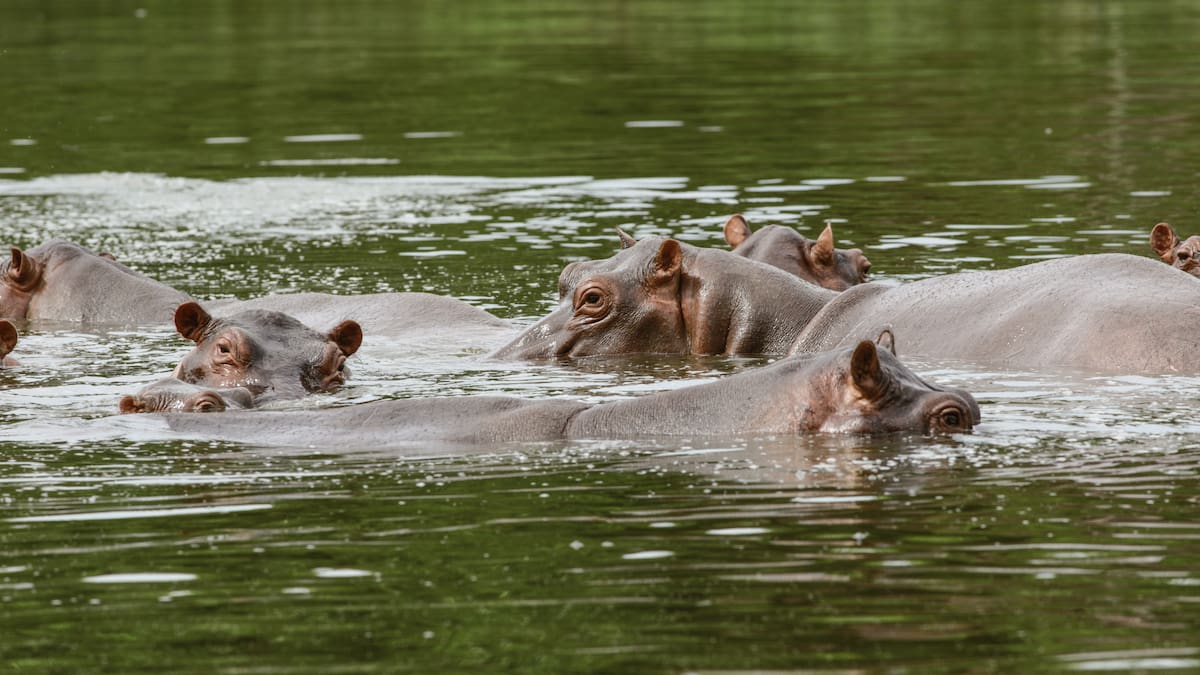 MinAmbiente evalúa reunión con el equipo Vantara en India para el manejo de hipopótamos