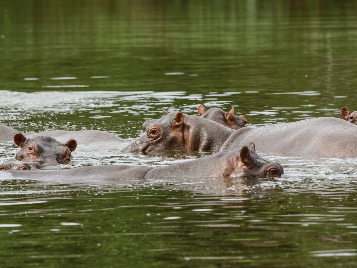 MinAmbiente evalúa reunión con el equipo Vantara en India para el manejo de hipopótamos: Ibargüen