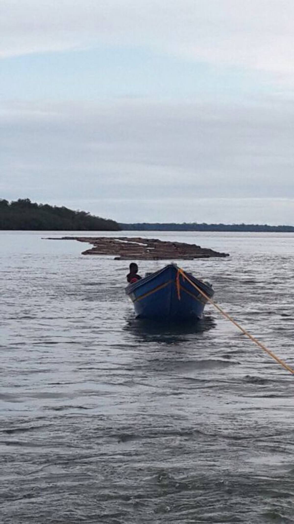 La banda lograba sacar más de 20 toneladas semanales de árboles nativos.