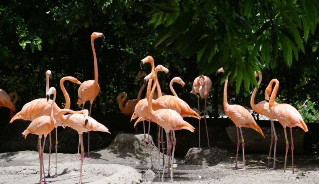 Animales en el zoológico de la ciudad 