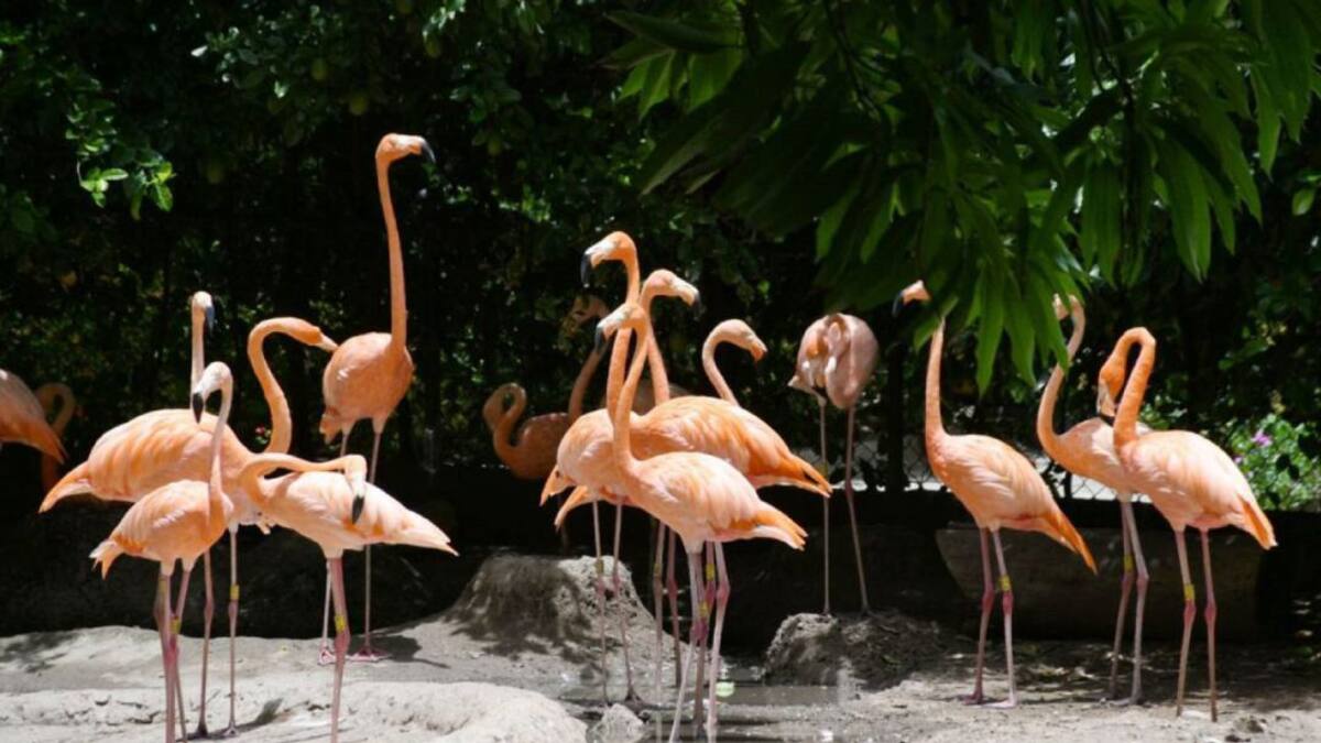 Zoológico de Barranquilla ya cuenta con terreno para su traslado