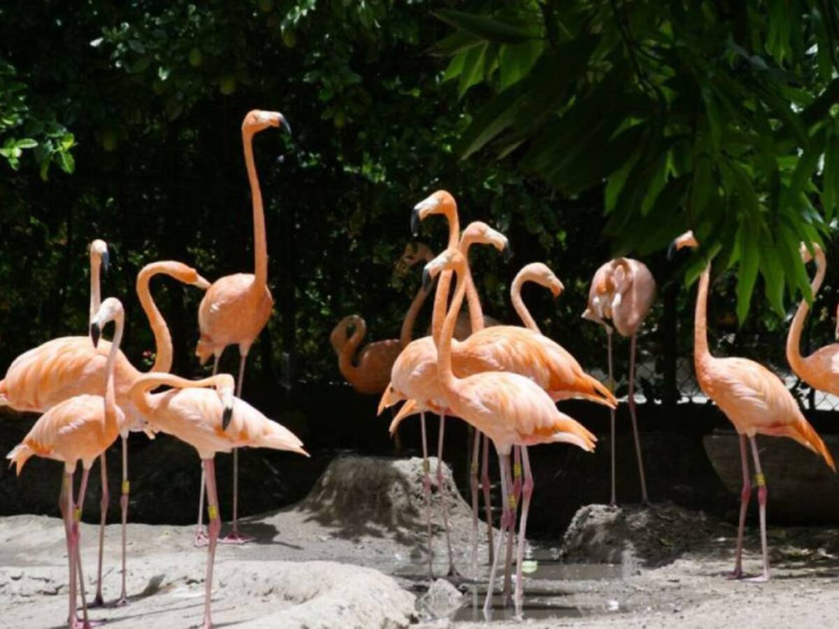 Zoológico de Barranquilla ya cuenta con terreno para su traslado