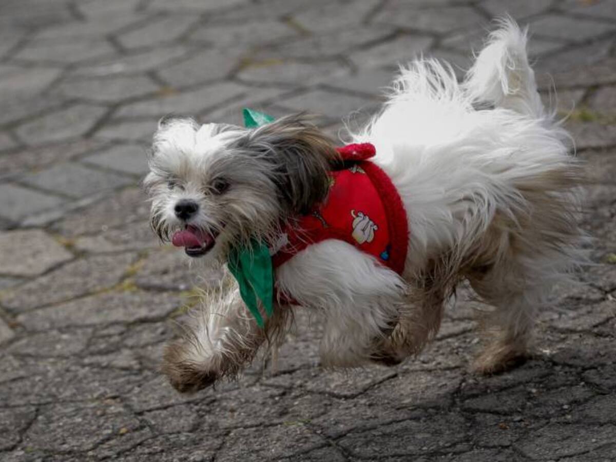 Pet Friendly, el espacio de Caracol Radio y Cacique para amos y mascotas