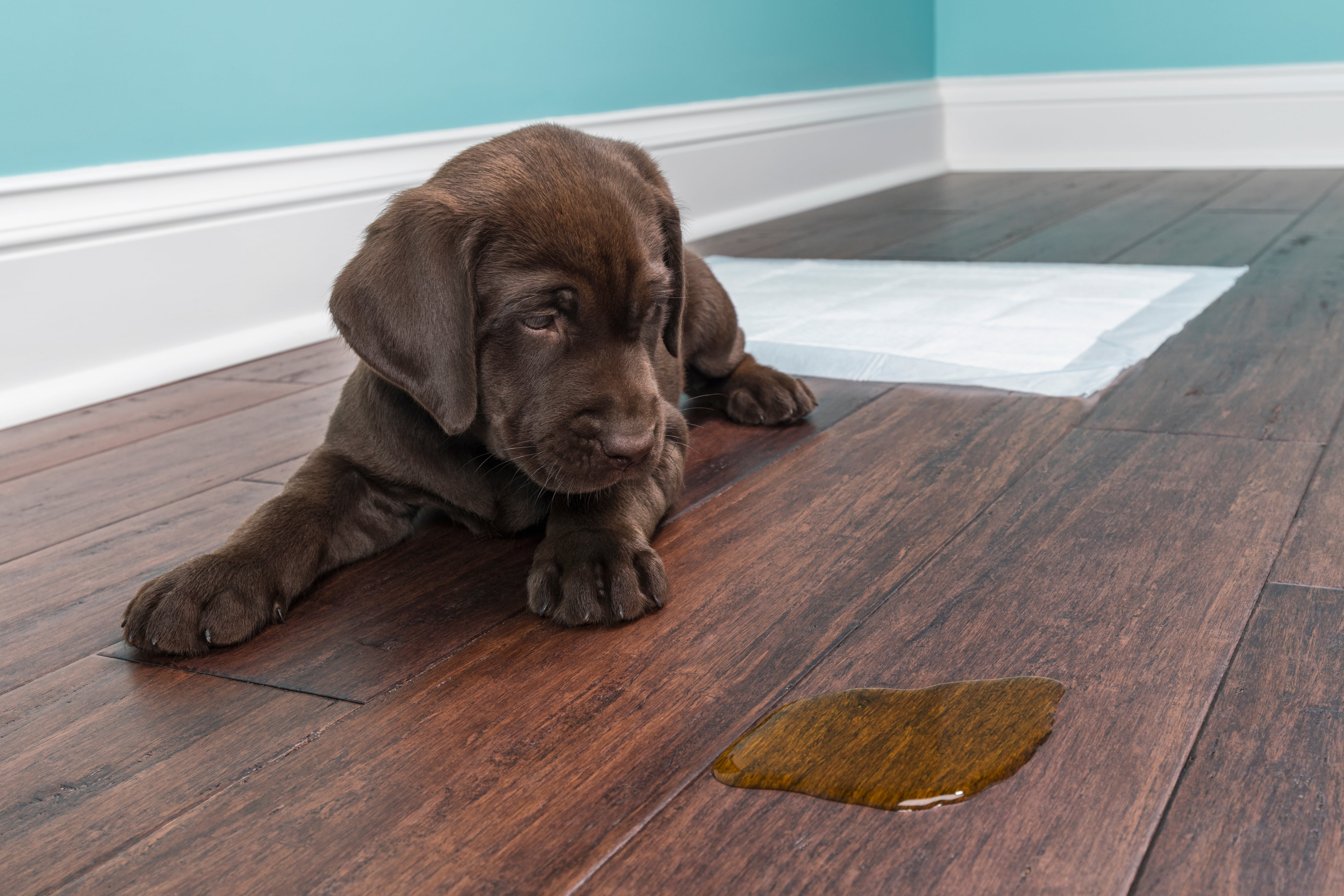 Cachorro café acostado en el piso, mirando que hizo sus necesidades. (Foto Getty Images)