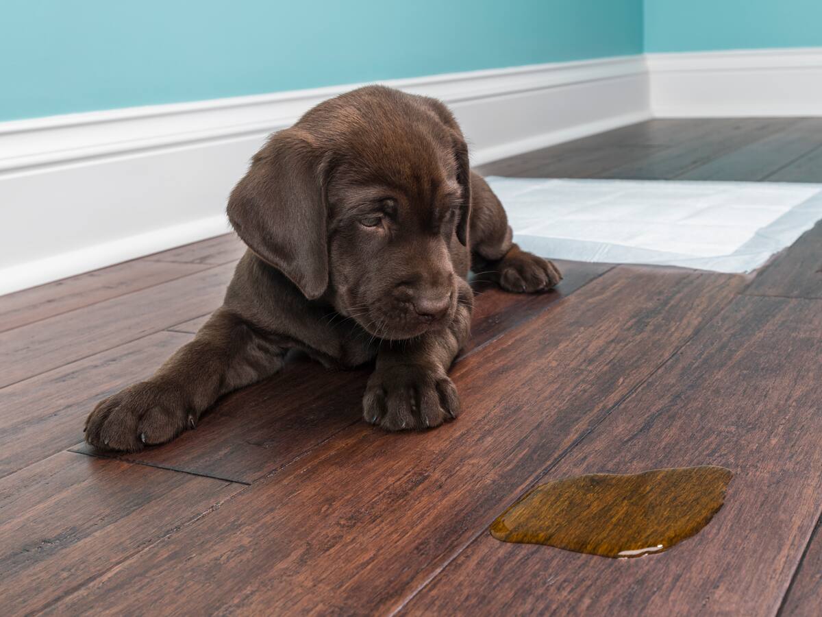 Mejores trucos para eliminar el olor de la orina de los perros: es ‘muy eficiente’