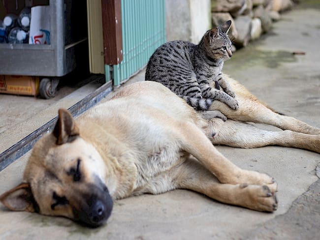 Bucaramanga correrá por los animales sin hogar en la primera maratón: “Paticas a la Calle”