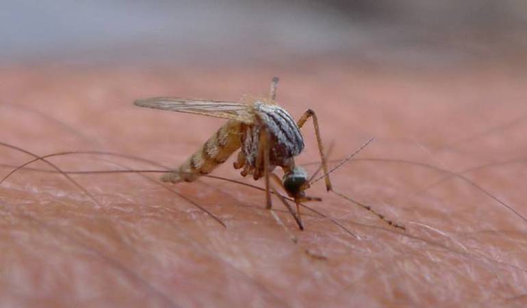 La mejor medida de prevención del virus del zika es protegerse de las picaduras de los mosquitos.