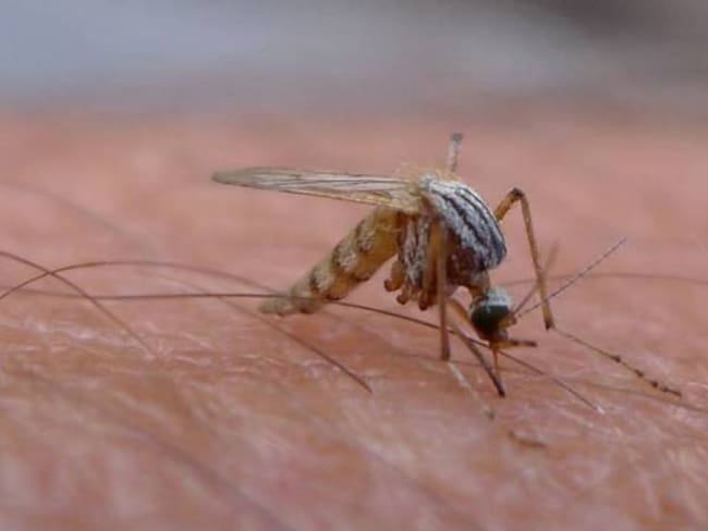 La mejor medida de prevención del virus del zika es protegerse de las picaduras de los mosquitos.