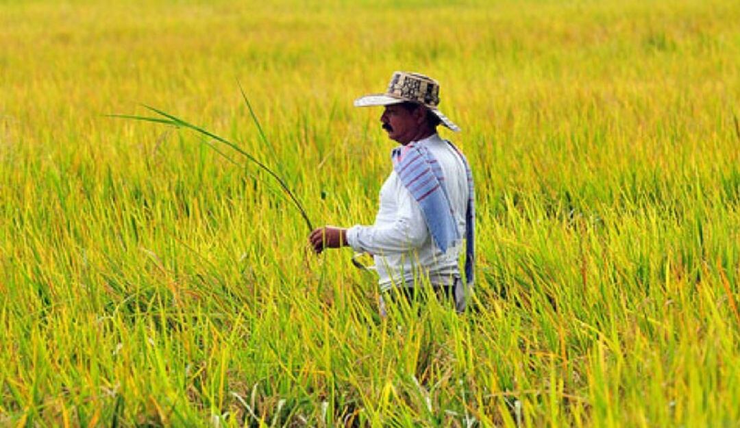 Aumento del precio del arroz en Cúcuta