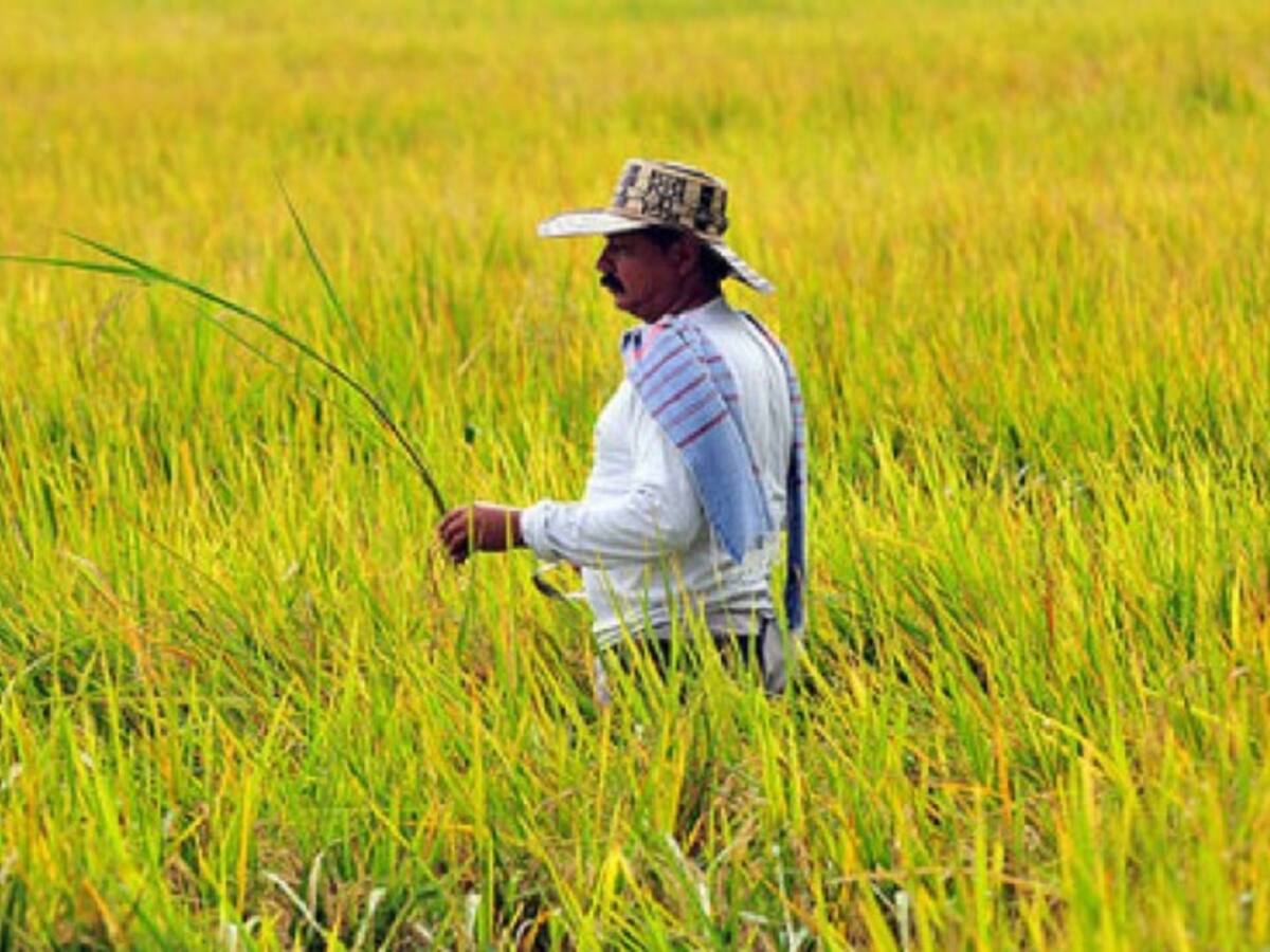 Cultivadores de arroz prevén incremento de precio en Cúcuta
