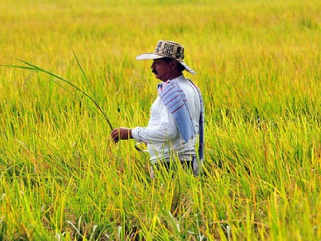 Aumento del precio del arroz en Cúcuta