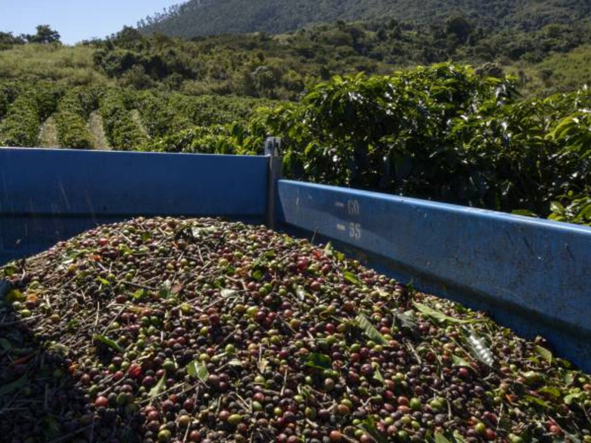 En agosto, la producción de café registró en un repunte del 9%