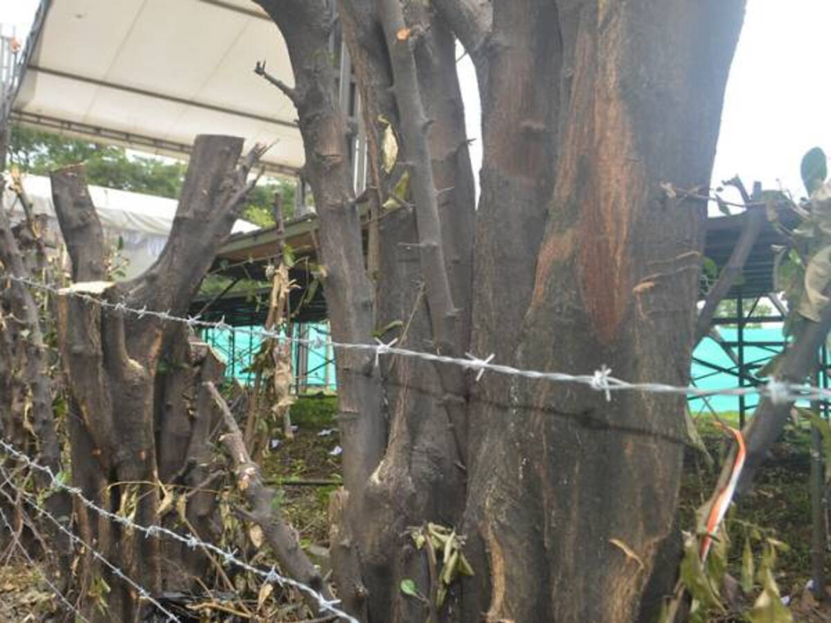 En Bogotá han talado 141 árboles este año