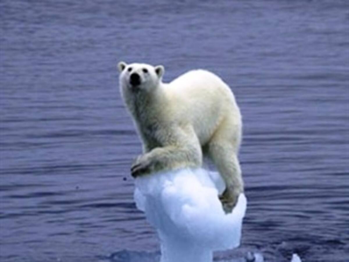 El futuro del oso polar depende de frenar al cambio climático, según expertos