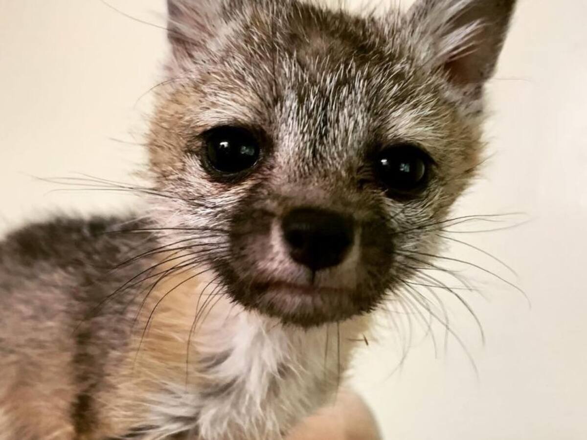 Cría de zorro huérfana persiguió a un perro creyendo que era su mamá