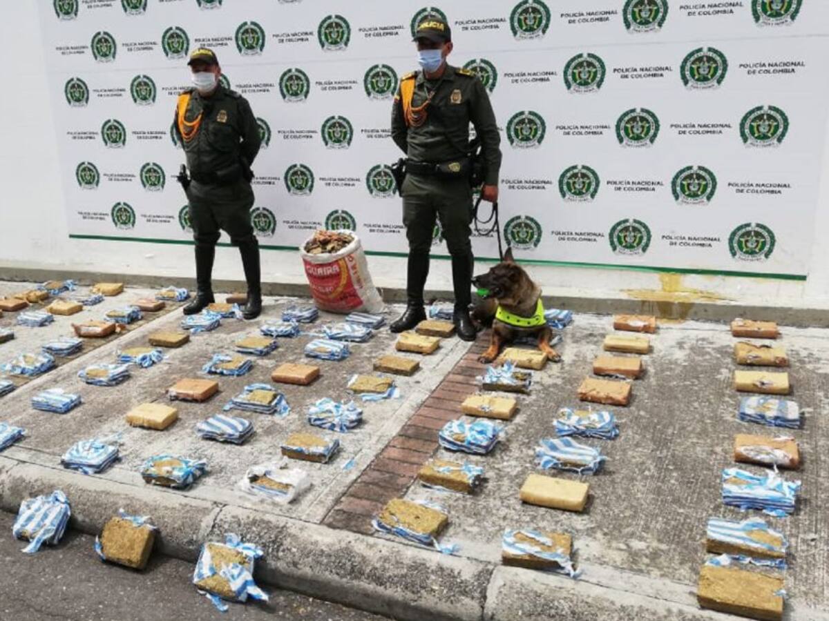 Perro policía descubrió 100 kilos de marihuana en Ibagué