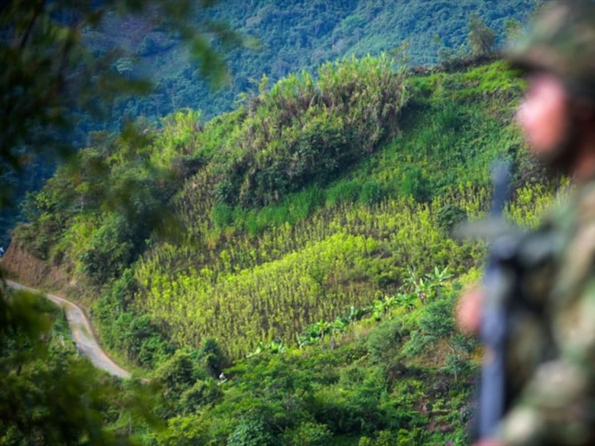 Erradicación de cultivos ilícitos enfrenta a comunidad de Riosucio y fuerza pública