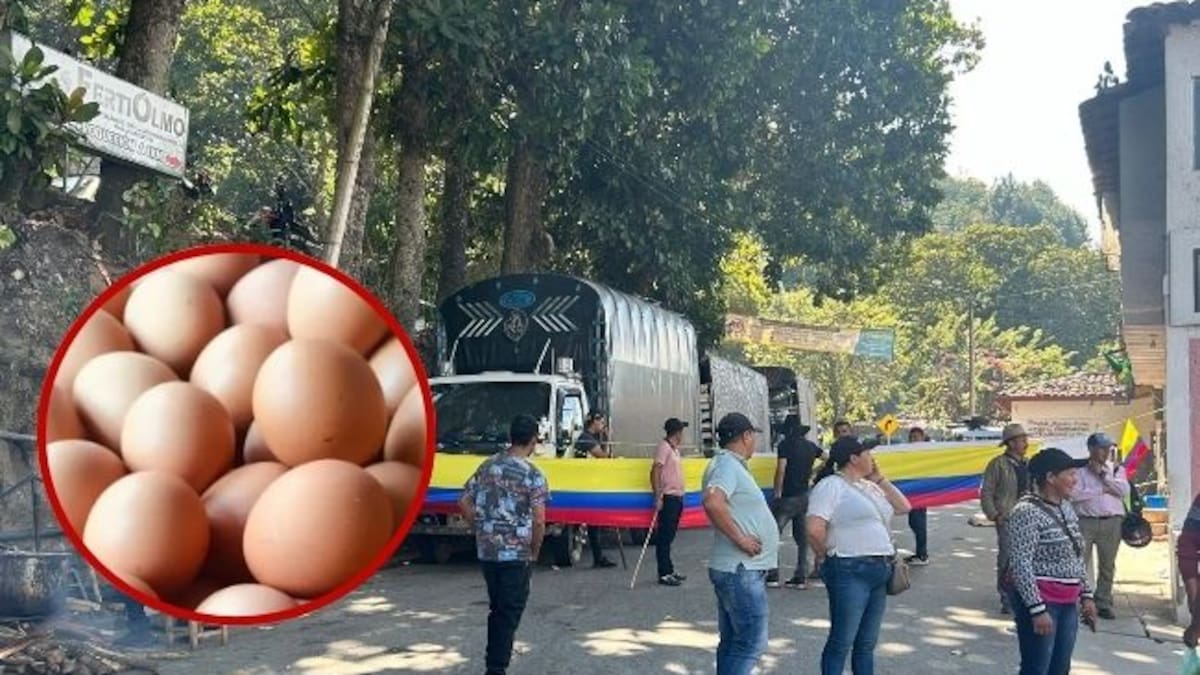 El Valle produce el 25% del huevo en Colombia y enfrenta desafíos por la inseguridad