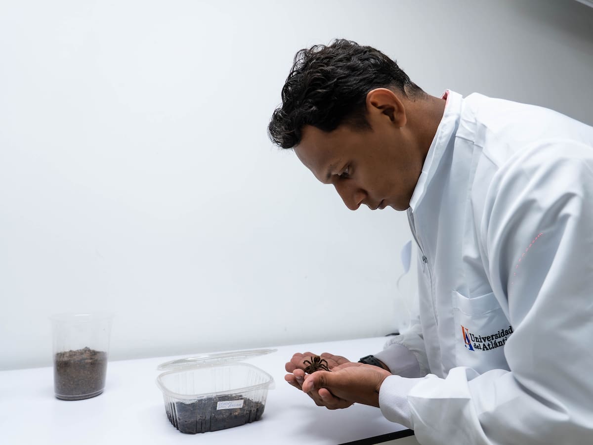 Investigadores de UniAtlántico descubren una nueva especie de araña en el Caribe colombiano