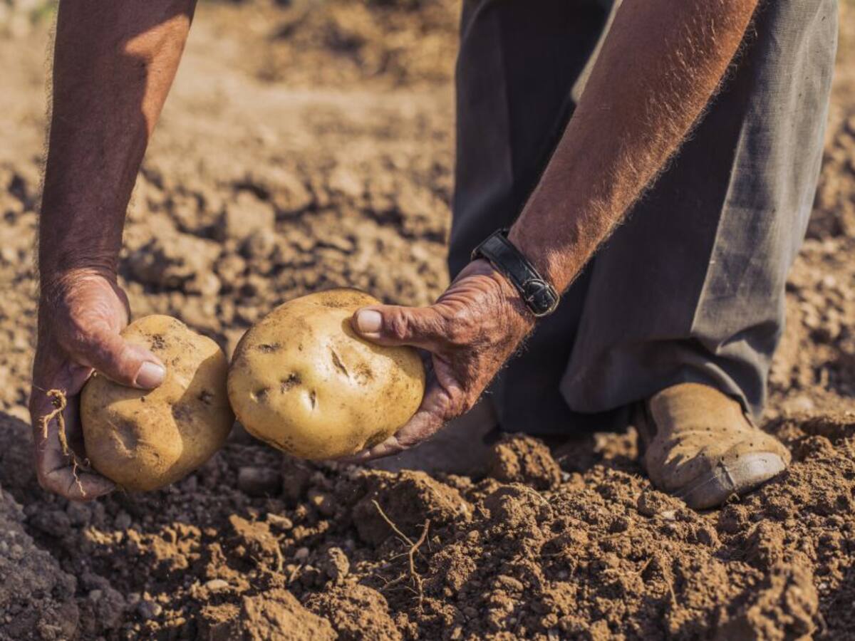 “El problema complejo hoy es la caída del consumo de papa”