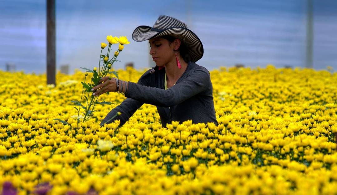 Flores en Rionegro, Antioquia. Crédito: John Coletti