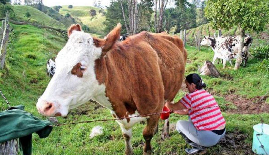 Imagen de referencia. 