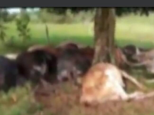 Los semovientes avaluados en más de 90 millones de pesos, murieron al instante por el impacto natural.