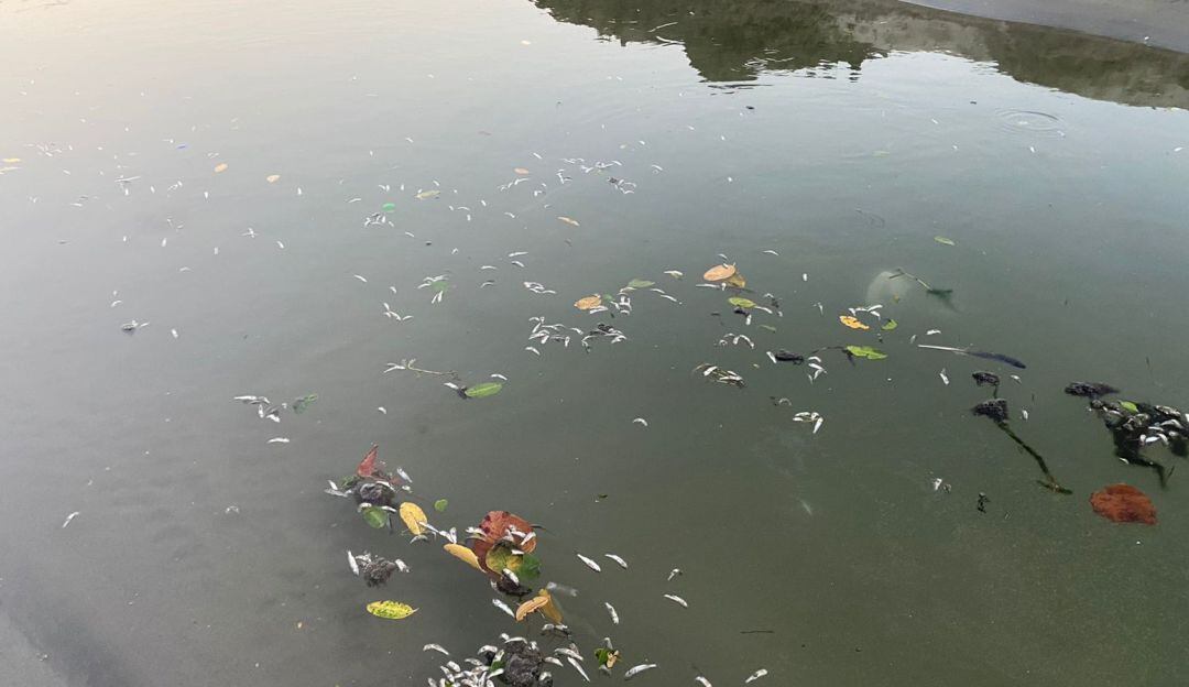 La comunidad solicitó la visita del EPA Cartagena para que se apersone de esta problemática