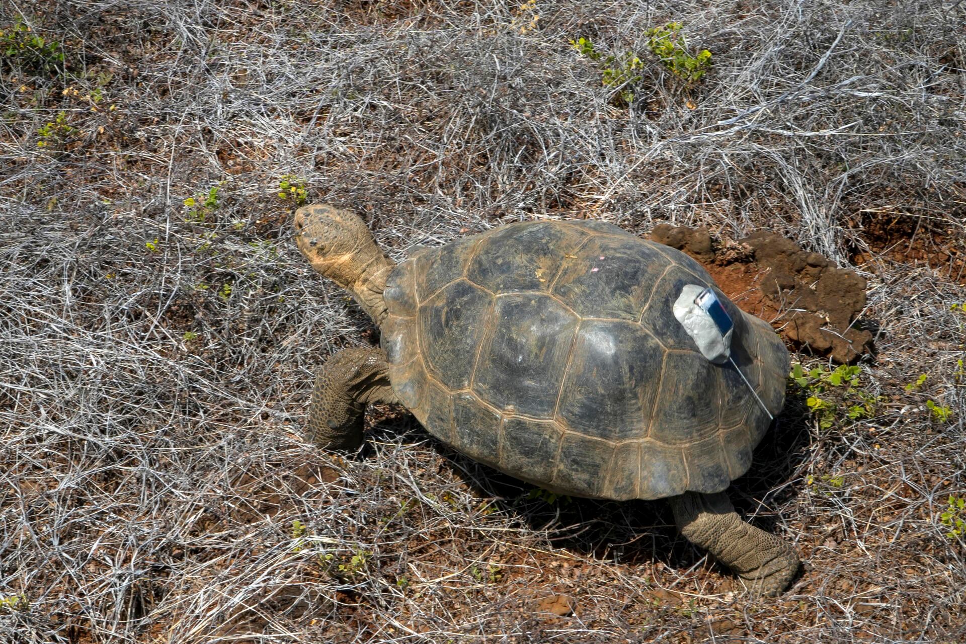 Fotografía cedida por el Ministerio de Ambiente de Ecuador que muestra a guardaparques trasladando tortugas (chelonoidis niger niger) en Galápagos (Ecuador). EFE/ Ministerio de Ambiente de Ecuador