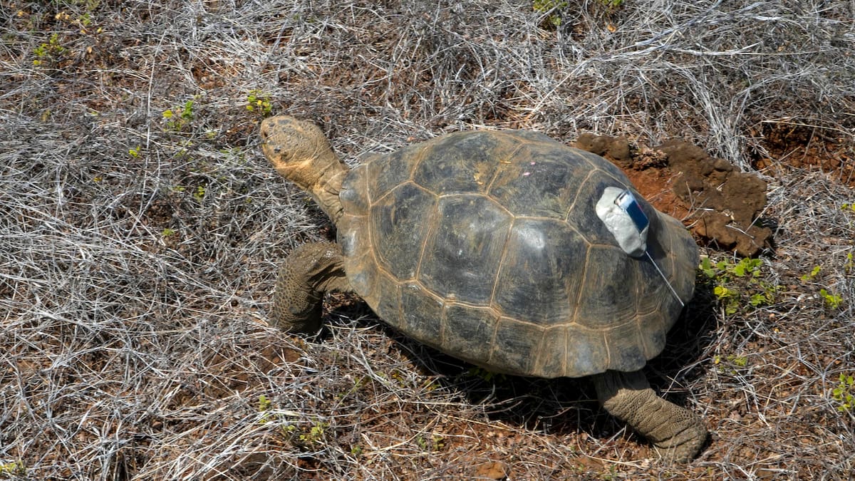 Fotos: Más de 150 tortugas gigantes vuelven a caminar en isla de Galápagos luego de más de un siglo