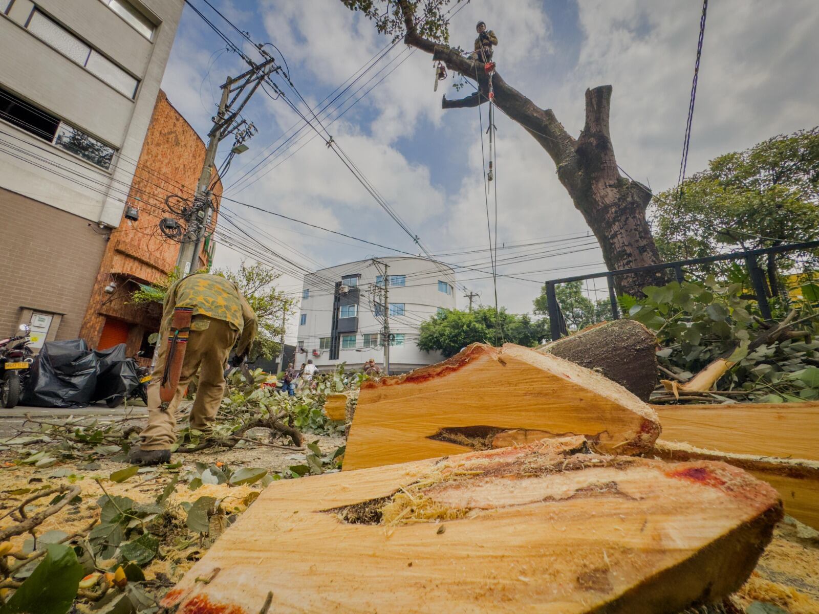 Intervención de árboles en Medellín. Cortesía: Alcaldía de Medellín