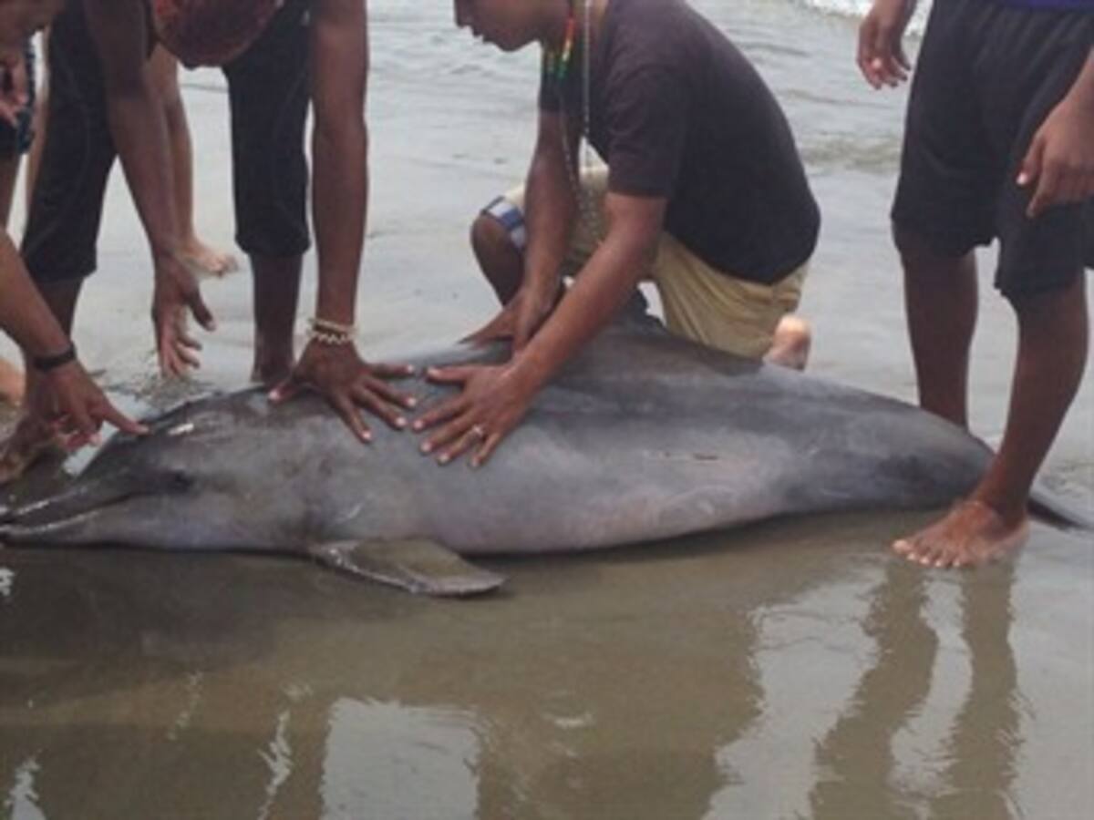 Hallan delfín muerto en playas de Cartagena