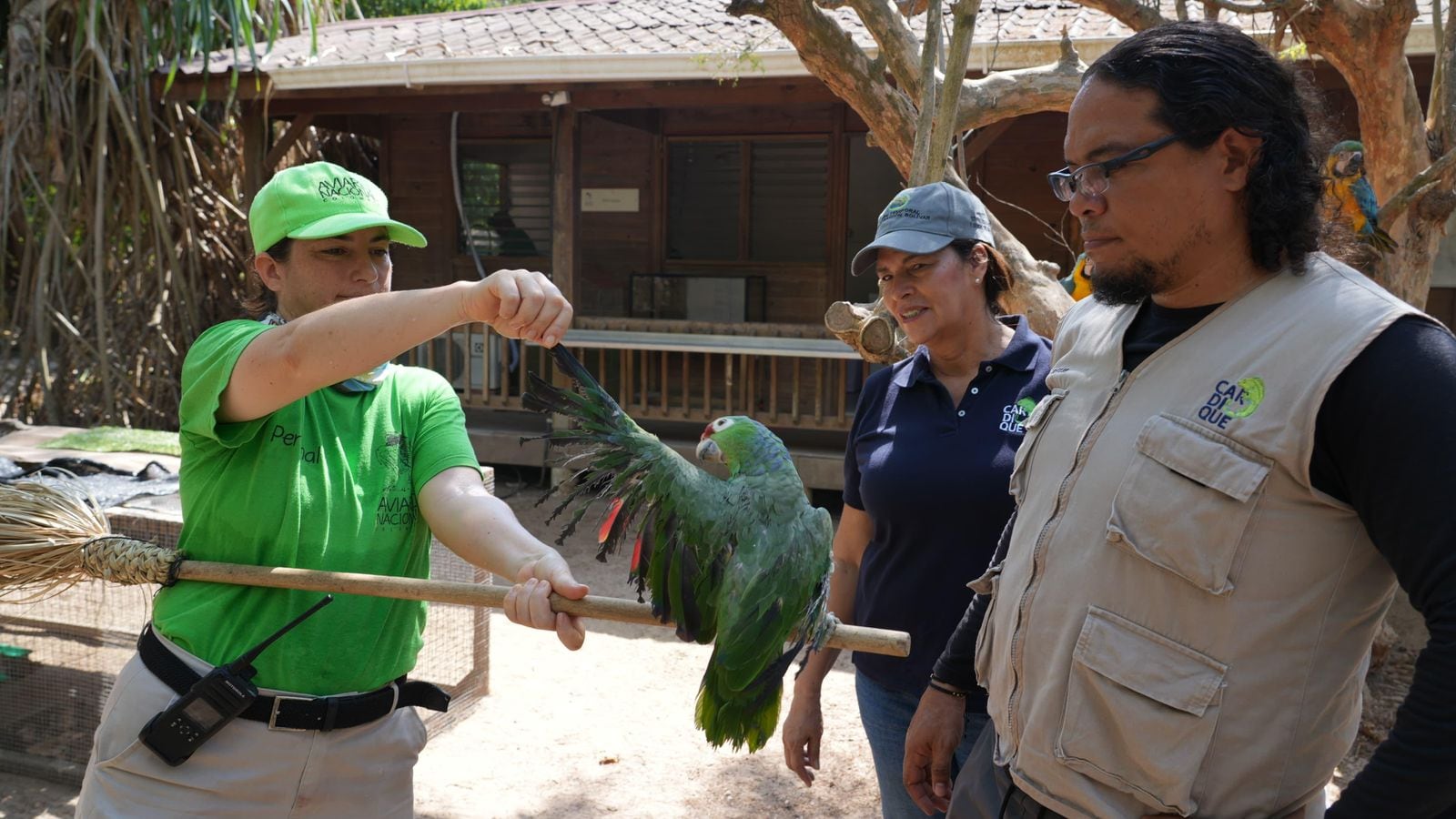 En la actividad fueron liberadas tortugas y tucanes, mientras decenas de aves rescatadas del tráfico ilegal fueron trasladadas al Aviario Nacional y centros especializados