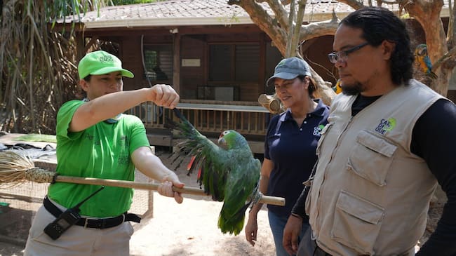 En la actividad fueron liberadas tortugas y tucanes, mientras decenas de aves rescatadas del tráfico ilegal fueron trasladadas al Aviario Nacional y centros especializados