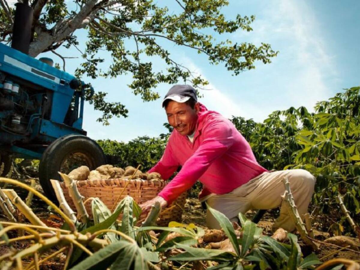 Nativa: la cerveza de yuca con la que Bavaria llegará al Caribe Colombiano