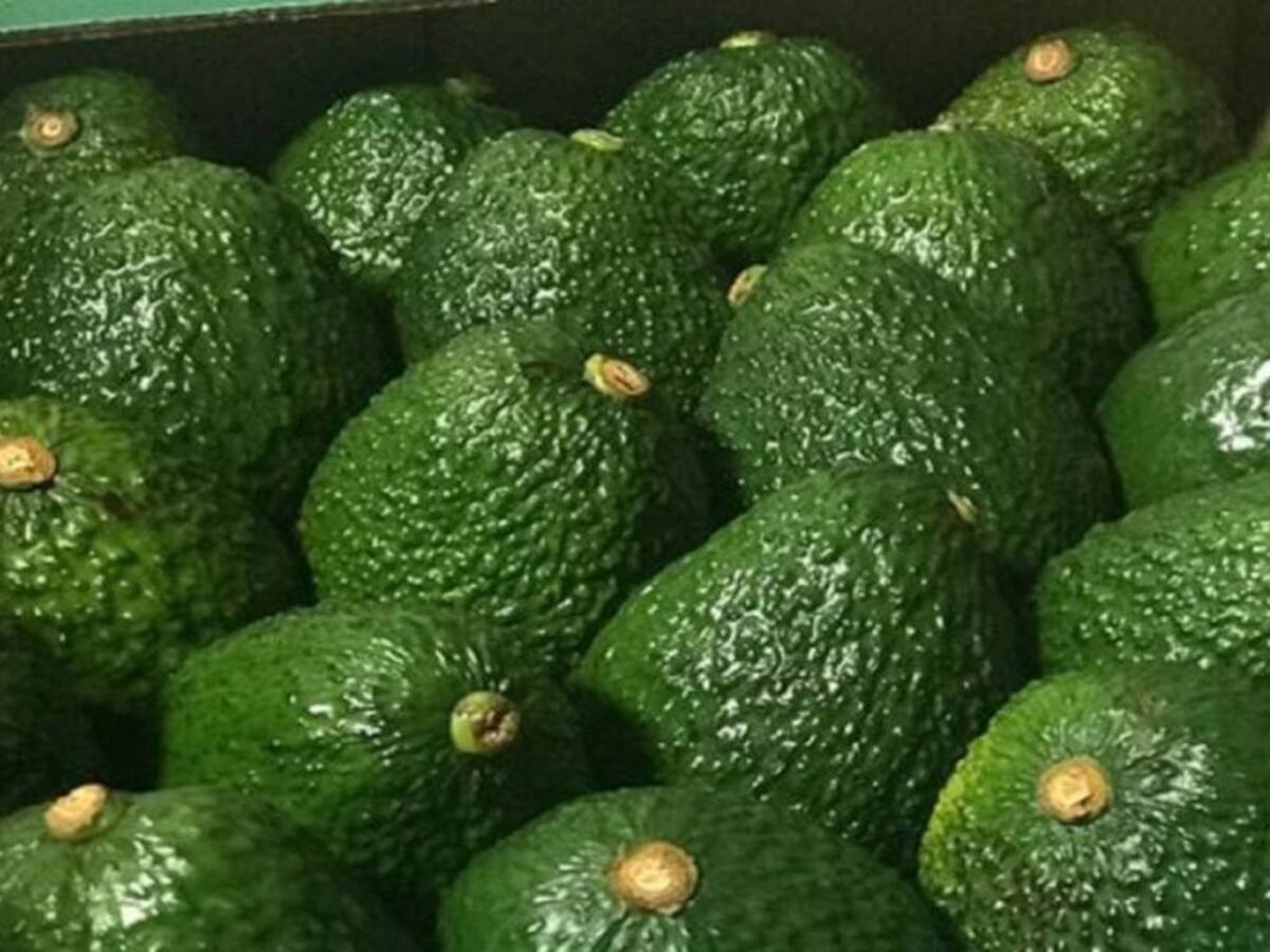 Cultivos de aguacate hass son bienvenidos mientras cumplan medidas